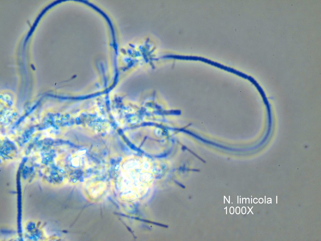Filamentous bacteria gallery 4g environmental corporation